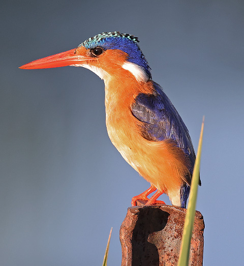 Malachite Kingfisher